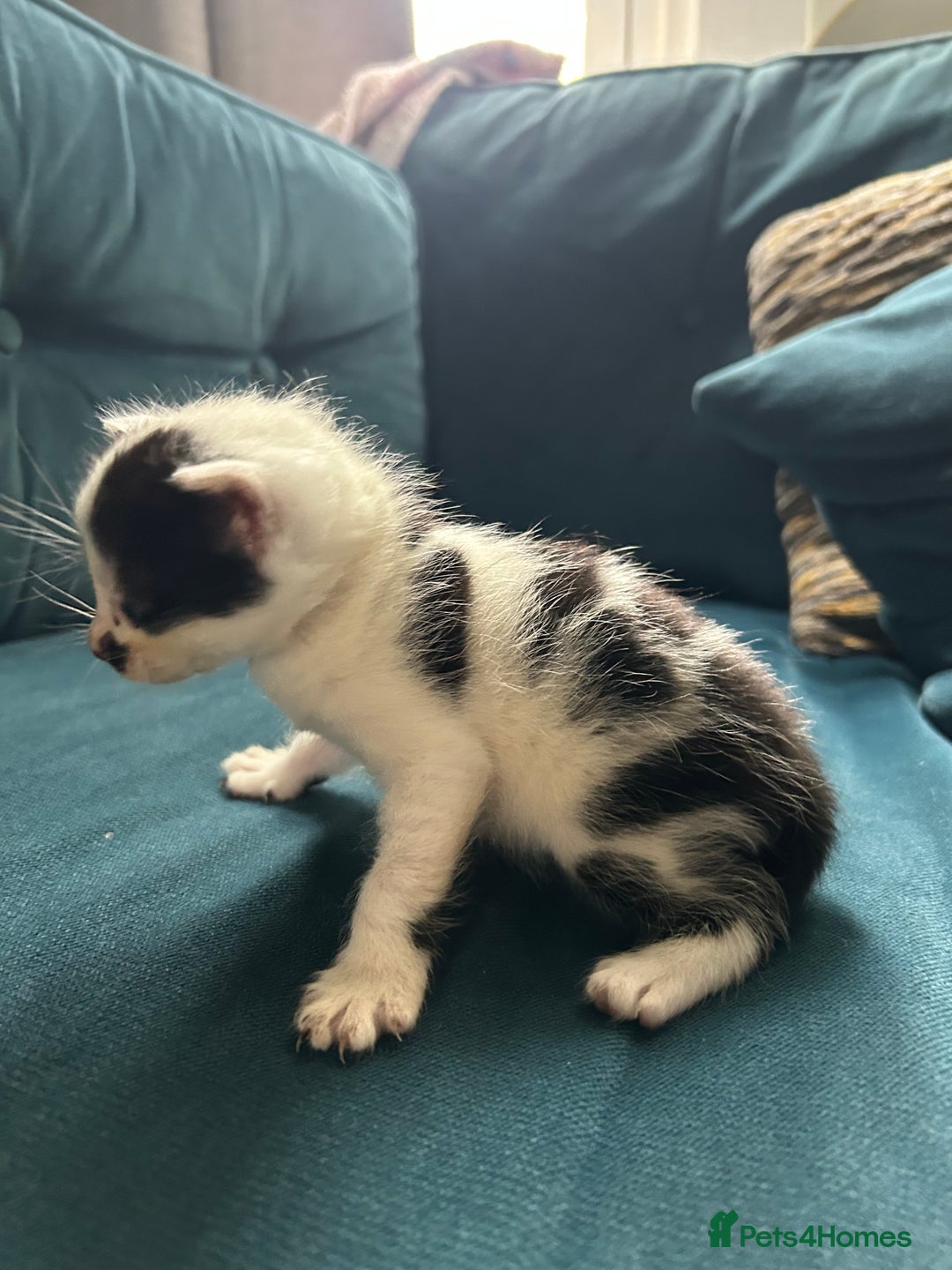 Mixed Breed cats for sale: Tabby White and black kittens  - Image 3