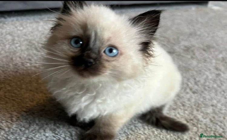 Ragdoll cats - Advert 13