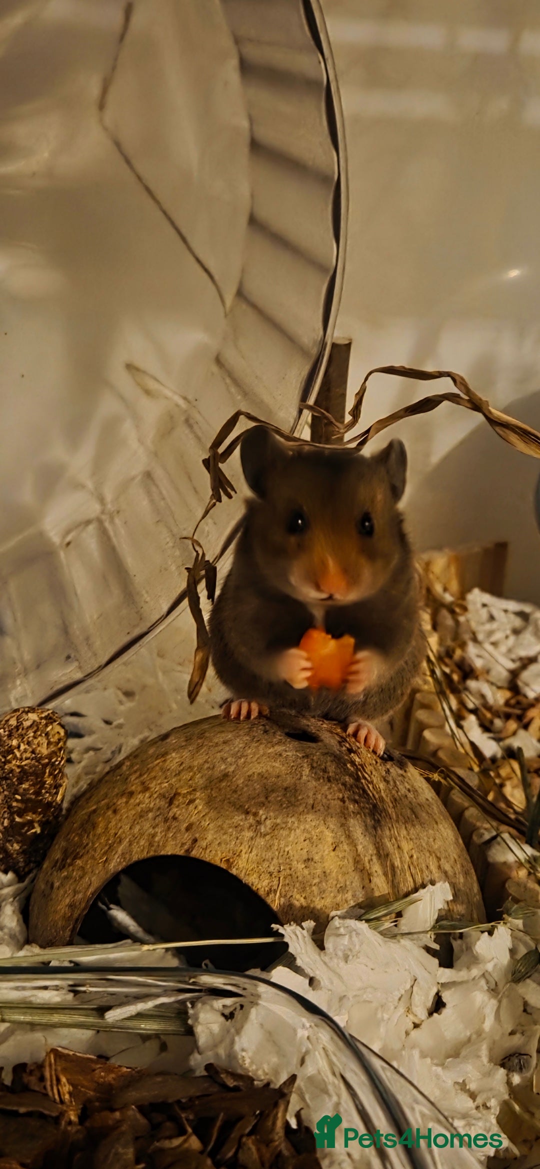 Hamster rodents for sale: Female hamster with whole setup.  - Advert 2