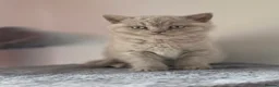 British Shorthair cats for sale: British Shorthair Kittens, 1 Boy & 2 Girls - Advert 7