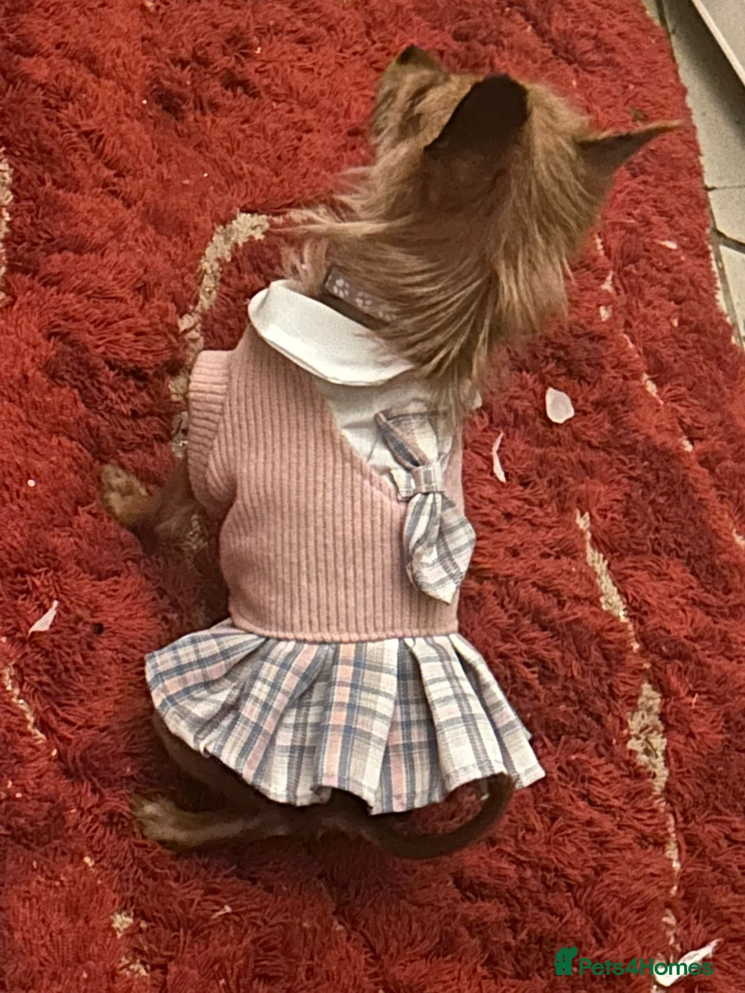 Chorkie dogs for sale: Chorkie  - Advert 3