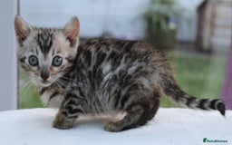 Bengal cats for sale: CUTE BENGAL KITTENS AVAILABLE - Image 10