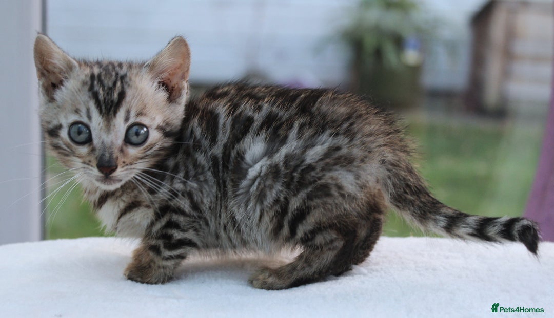 Bengal cats for sale: CUTE BENGAL KITTENS AVAILABLE - Image 10