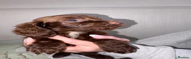 Cocker Spaniel 2