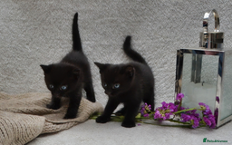 Mixed Breed cats for sale: Beatiful Maine-Coone/Bombay Kittens - Image 13