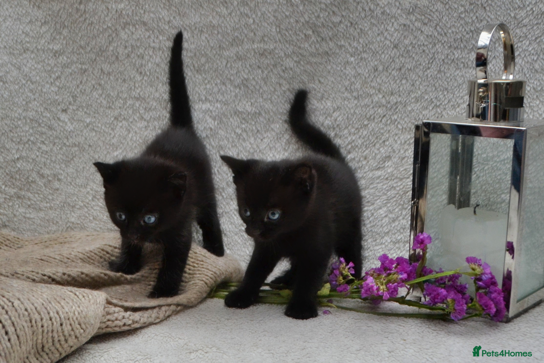 Mixed Breed cats for sale: Beatiful Maine-Coone/Bombay Kittens - Image 13