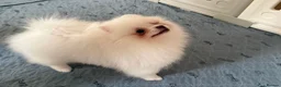 Pomeranian dogs for sale: Tiny White snow Pomeranian Puppies  - Advert 5
