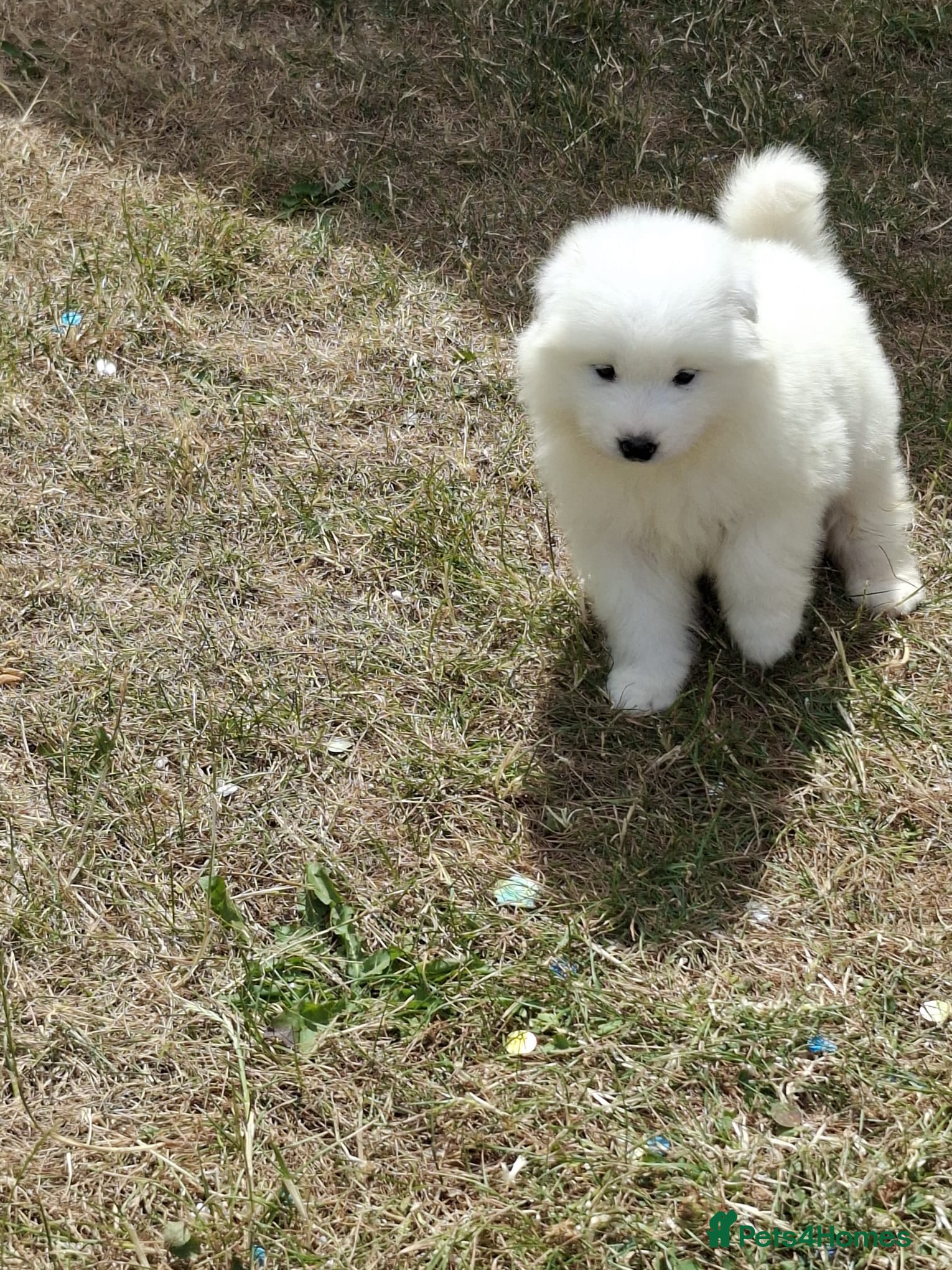 Samoyed dogs 2 Samoyed Puppies Looking for Their Forever Homes - Advert 2