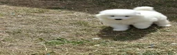 Samoyed dogs for sale: 2 Samoyed Puppies Looking for Their Forever Homes in Craven Arms - Advert 2
