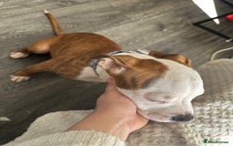 American Bulldog dogs for sale: American bulldogs  - Image 5