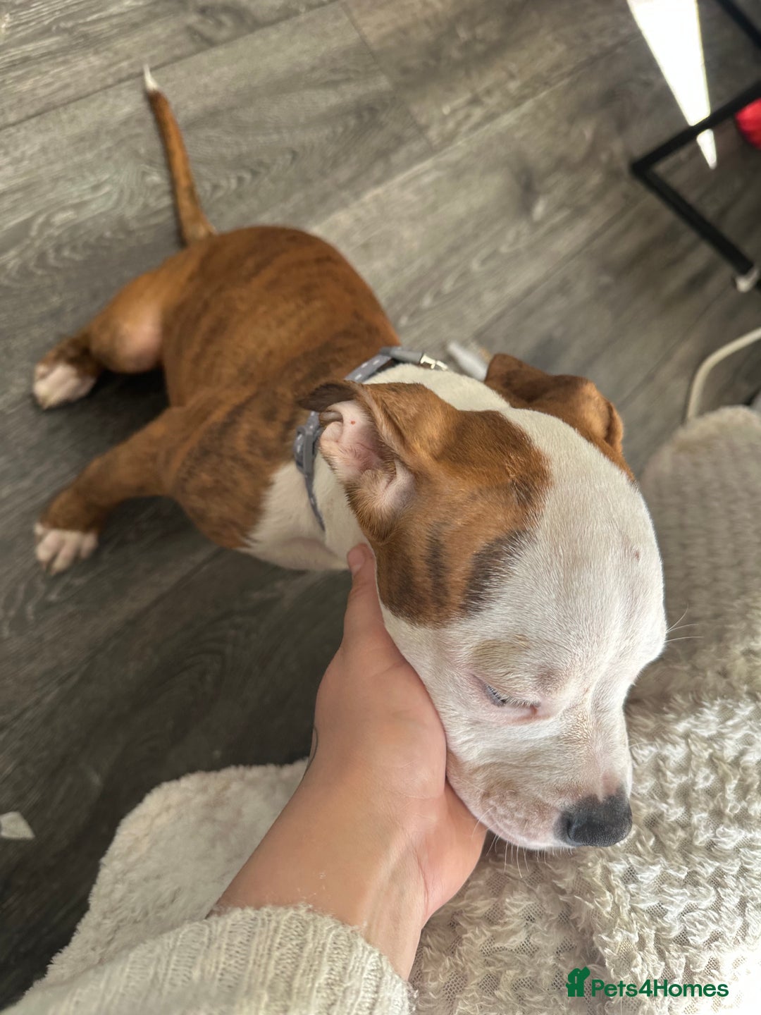 American Bulldog dogs for sale: American bulldogs  - Image 5