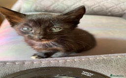 British Shorthair cats for sale: Gorgeous kittens - Image 1
