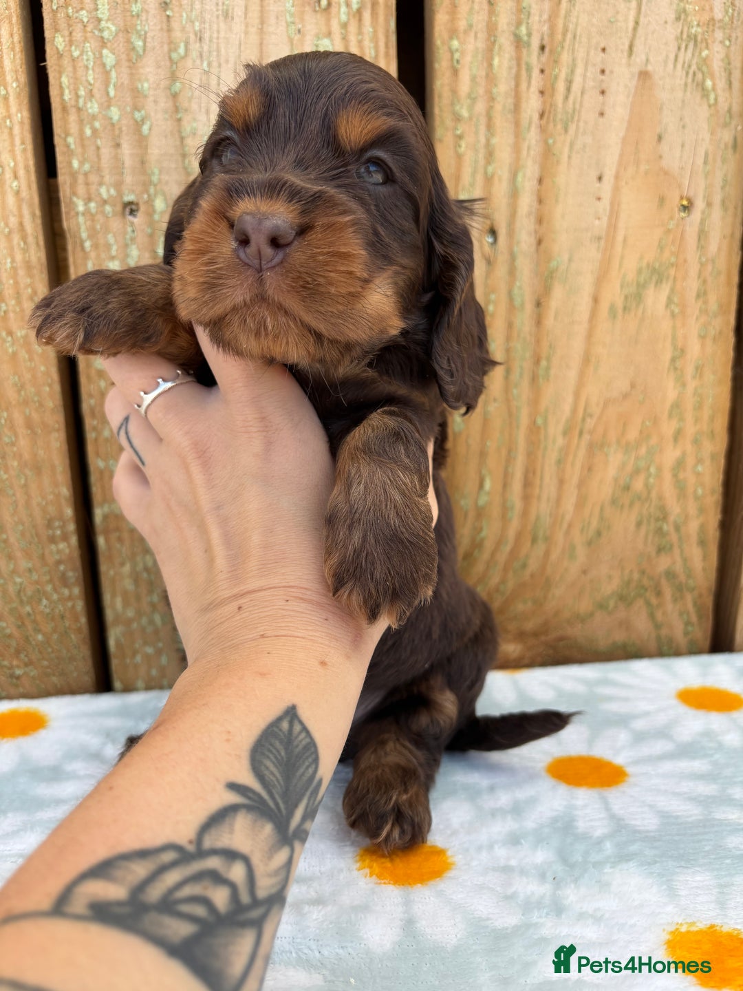 Cocker Spaniel dogs for sale: Ready 30th august import lines  - Image 13