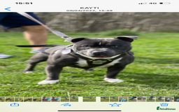 Staffordshire Bull Terrier dogs for stud: STORM - Image 9
