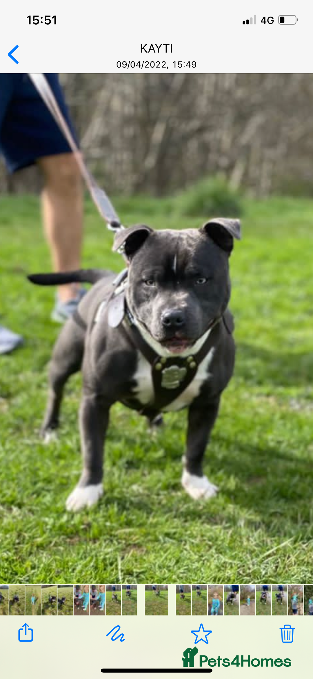 Staffordshire Bull Terrier dogs for stud: STORM - Image 9