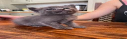 Mixed Breed cats for sale: 3 kittens looking for a new loving home  - Advert 6