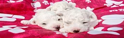 Bichon Frise dogs for sale: Sweet Bichon Frise puppies- Champion Bloodline - Advert 16