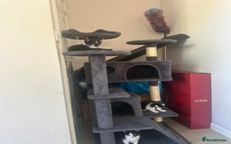 Domestic Shorthair cats for sale: Gorgeous traditional Black and white kittens  - Image 24
