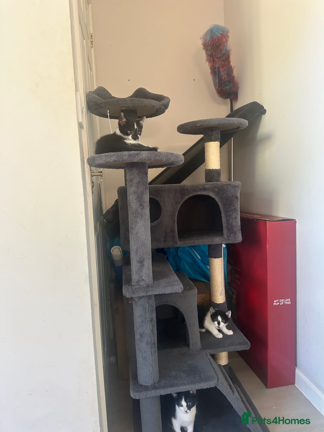 Domestic Shorthair cats for sale: Gorgeous traditional Black and white kittens  - Image 24
