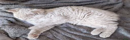 Selkirk Rex cats for sale: 😻 Stunning Selkirk Rex Kittens 😻 - Advert 14