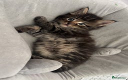 Maine Coon cats for sale: 5 gorgeous 3/4 Maine coon babys - Image 21
