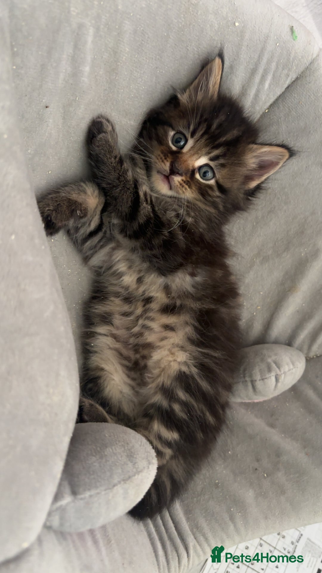 Maine Coon cats for sale: 5 gorgeous 3/4 Maine coon babys - Image 21