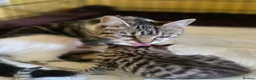 Mixed Breed cats for sale: Kittens ready in 4-5 weeks, 3 girls, 1 boy - Advert 8