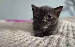 Mixed Breed cats for sale: 4 lovly kittens - Image 14