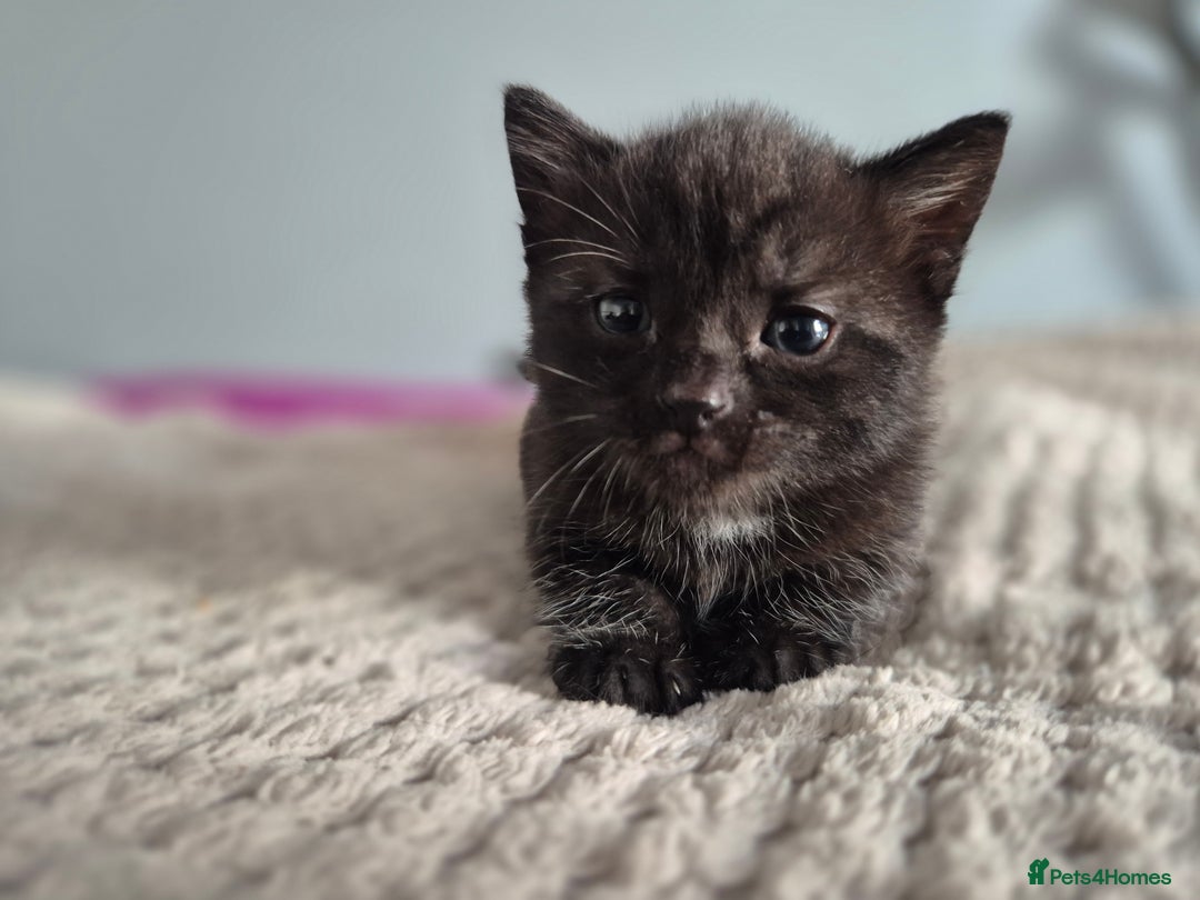 Mixed Breed cats for sale: 4 lovly kittens - Image 14