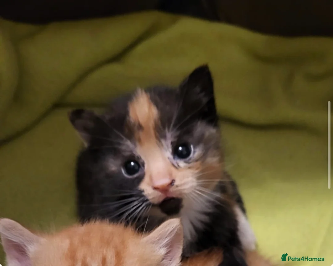 Mixed Breed cats for sale: 4 beautiful Kittens looking for there forever home - Advert 4