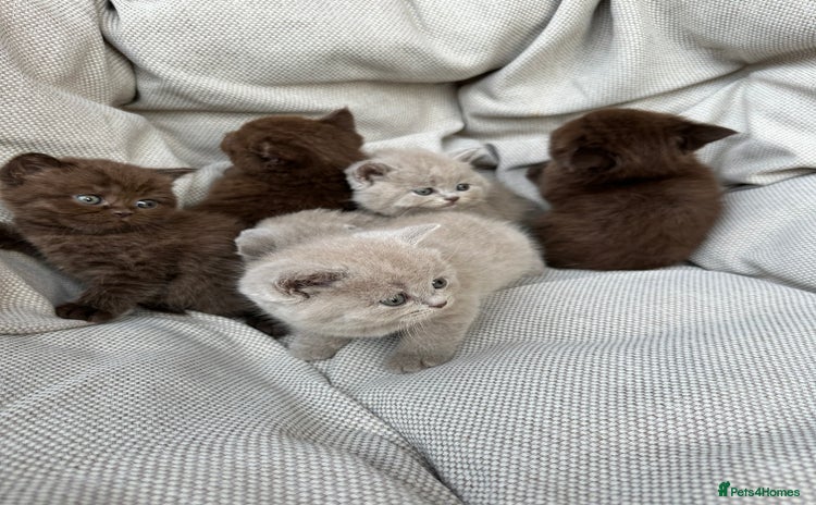 British Shorthair cats - Advert 1