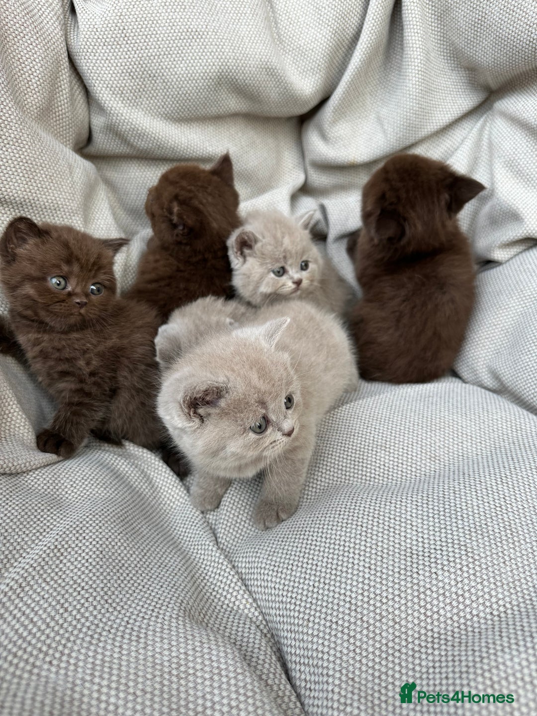 British Shorthair cats for sale: Ready British Shorthair Chunky Kittens - Image 1