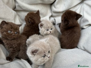 British Shorthair cats - Advert 7