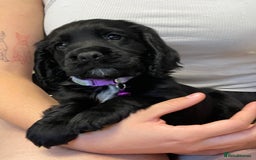Sprocker dogs for sale: Beautiful Sprocker puppies HEALTH TESTED PARENTS - Image 28