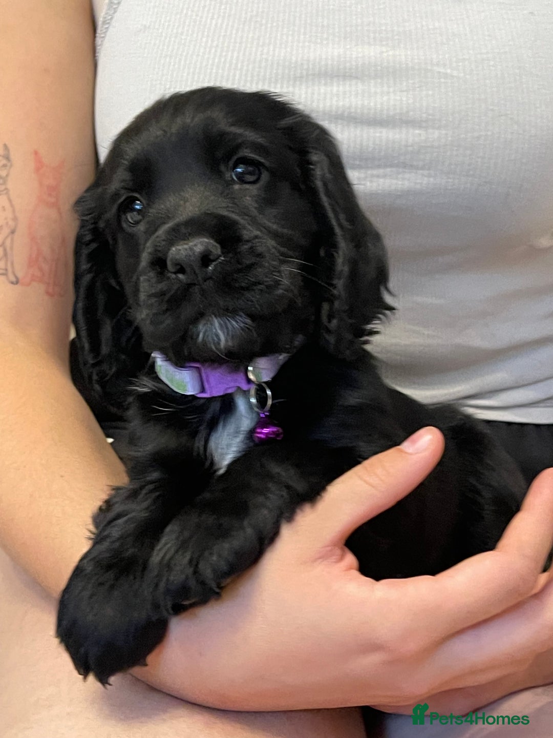 Sprocker dogs for sale: Beautiful Sprocker puppies HEALTH TESTED PARENTS - Image 28
