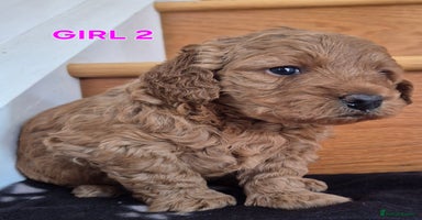 Mini Goldendoodle dogs - Advert 1