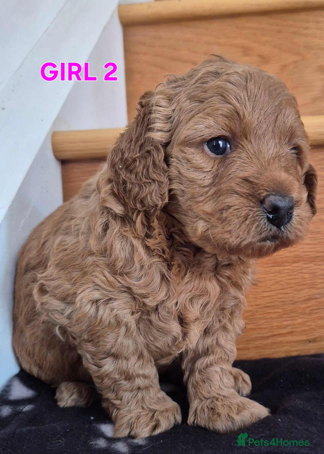 Mini Goldendoodle dogs for sale: F1b Red Miniature Goldendoodles tested parents - Image 2