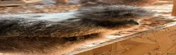 Chickens poultry for sale: Silkies ,polish bantam , Wyandotte  - Advert 2