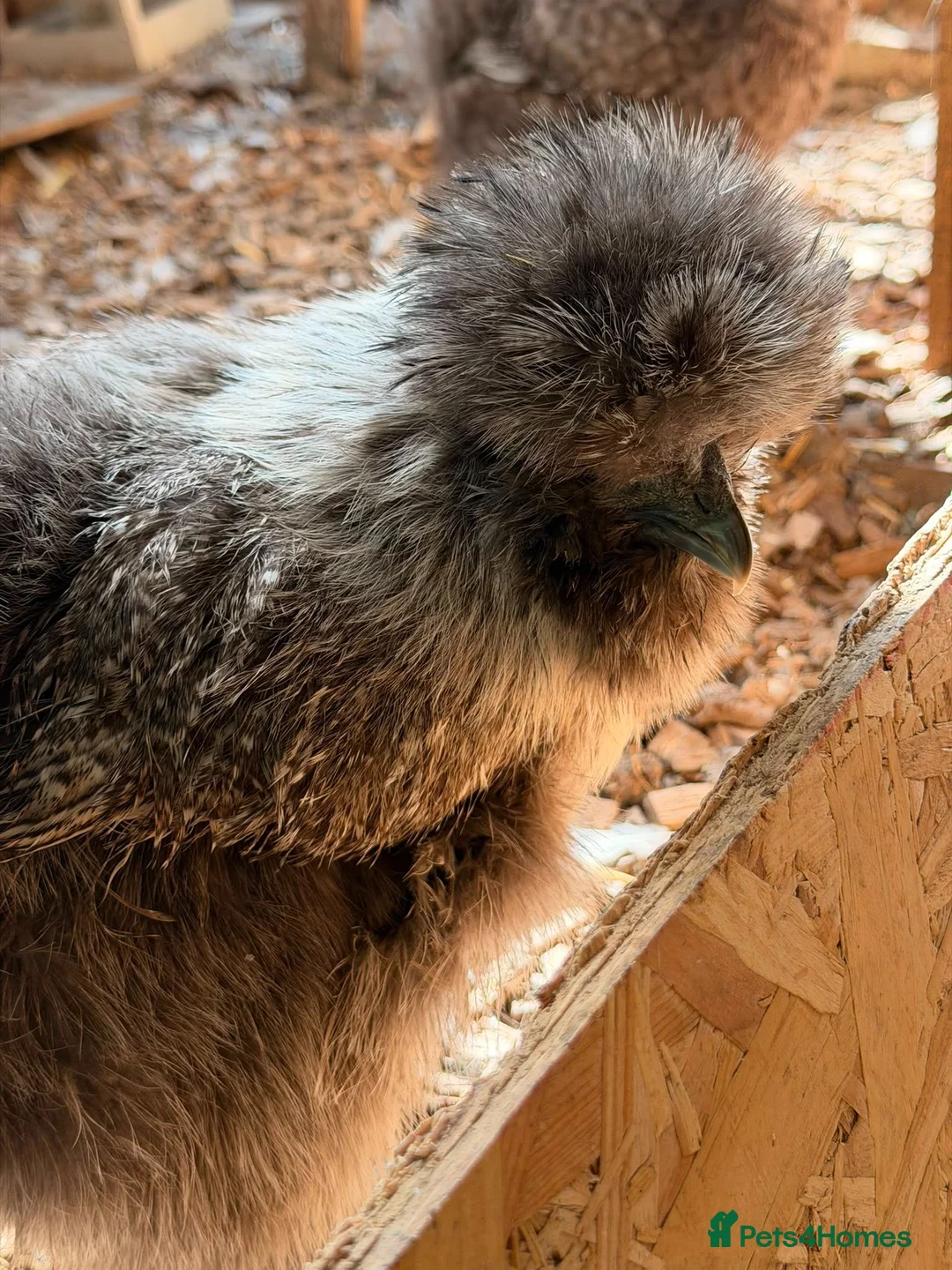 Chickens poultry for sale: Silkies ,polish bantam , Wyandotte  - Advert 2