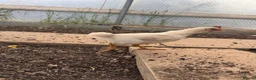 Chickens poultry for sale: Baby Red Splash Cockerel  - Advert 6