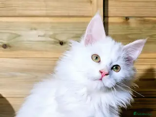 Maine Coon cats Maine coon - Advert 7