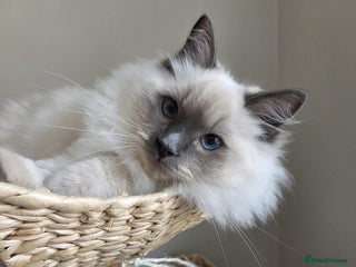 Ragdoll cats - Advert 24