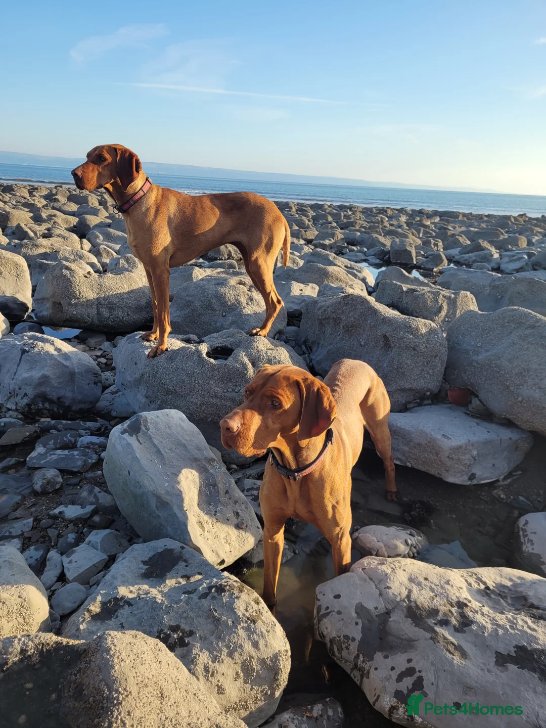 Hungarian Vizsla dogs for stud: Proven Hungarian championship blood line in Llantwit Major - Advert 20
