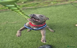 Staffordshire Bull Terrier dogs for adoption: BRANDY - 7 year old male Blue staffie - Image 3