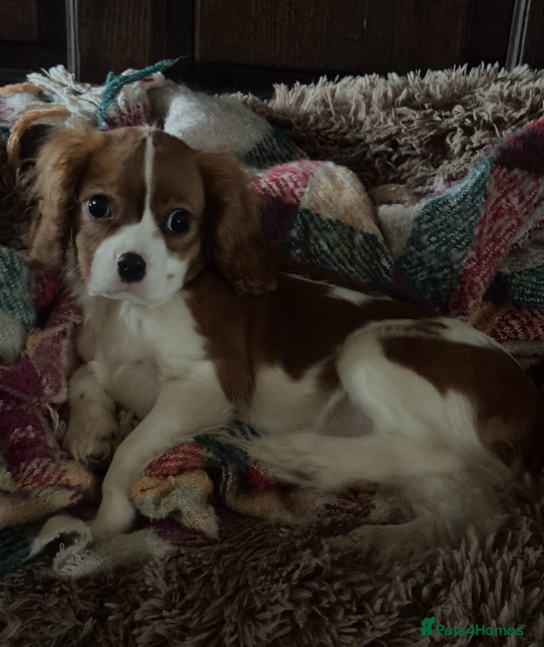 Cavalier King Charles Spaniel dogs for sale: Pippin - Health-checked Blenheim Boy - Advert 4