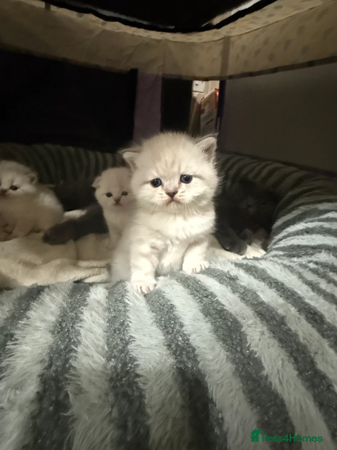 Scottish Fold cats for sale: Scottish fold / straight kittens  - Advert 1