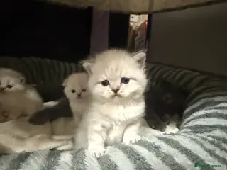 Scottish Fold cats Scottish fold / straight kittens - Advert 2