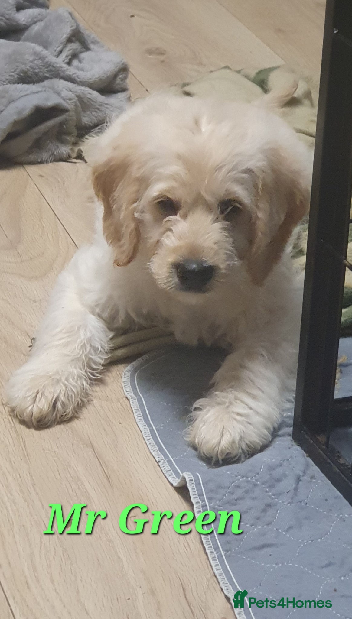 Double Doodle dogs Goldendoodle/Labradoodle  - Advert 5