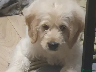 Double Doodle dogs Goldendoodle/Labradoodle - Advert 5