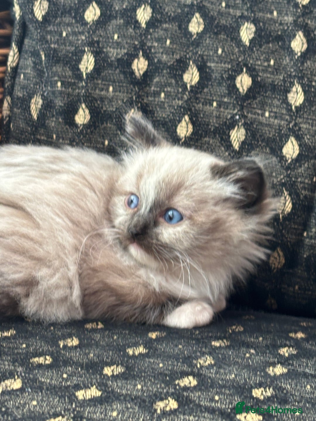 Ragdoll cats for sale: 🌟TICA🌟Champion Ragdoll🏆🏆🏆 - Advert 5